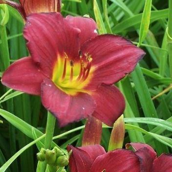 Daylily Pardon Me in the GardenTags plant encyclopedia