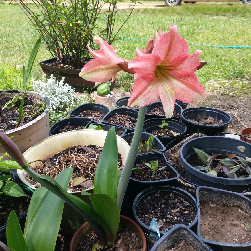 Hippeastrum Pink Garden in the GardenTags plant encyclopedia