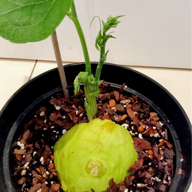 Chayote in the GardenTags plant encyclopedia