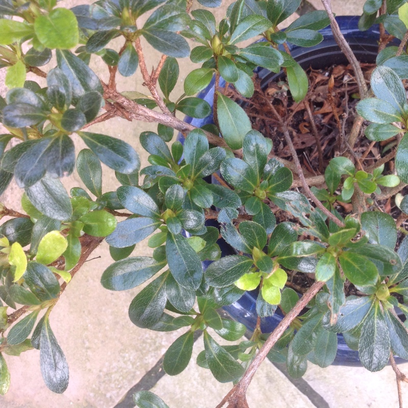 Azalea Sir Robert in the GardenTags plant encyclopedia