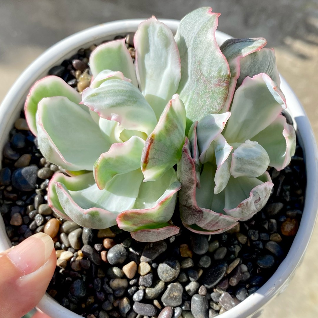 Echeveria Berkeley Variegated Form in the GardenTags plant encyclopedia