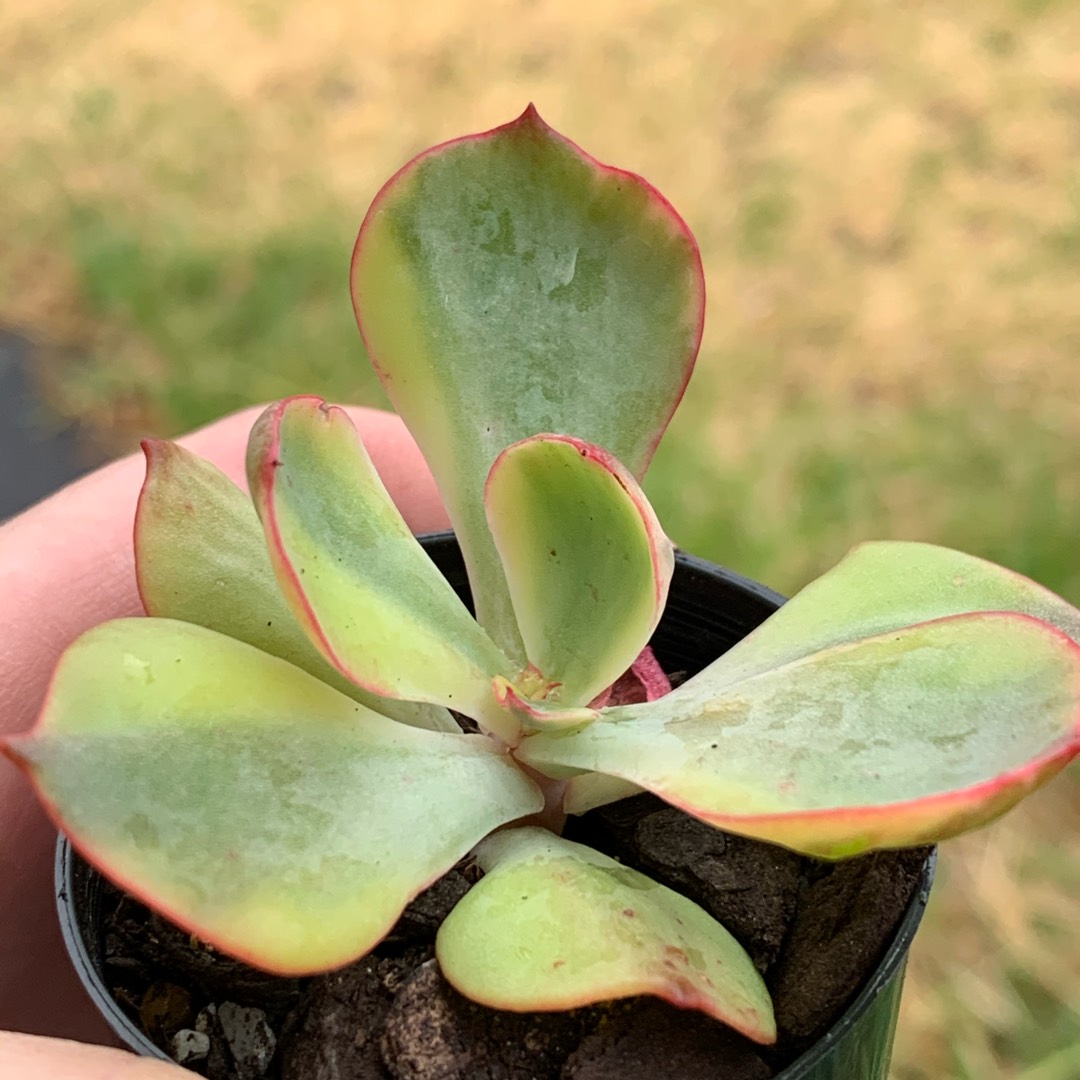 Echeveria Sunset Peony in the GardenTags plant encyclopedia