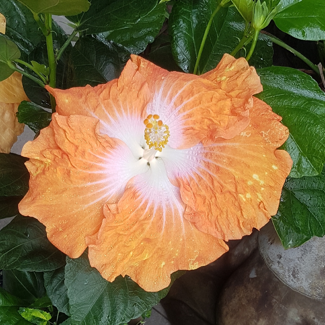 Tropical Hibiscus Moonraker in the GardenTags plant encyclopedia