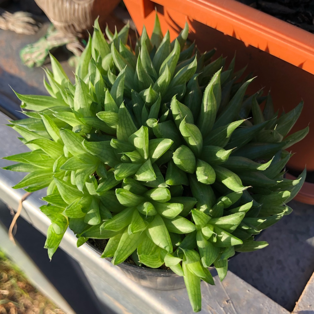 Haworthia Reticulata in the GardenTags plant encyclopedia