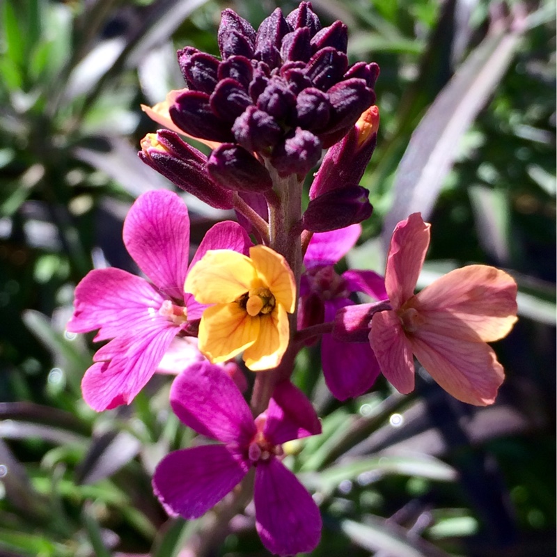 Changeable Wallflower in the GardenTags plant encyclopedia