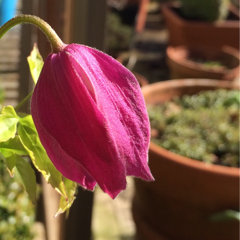 Clematis alpina Constance in the GardenTags plant encyclopedia