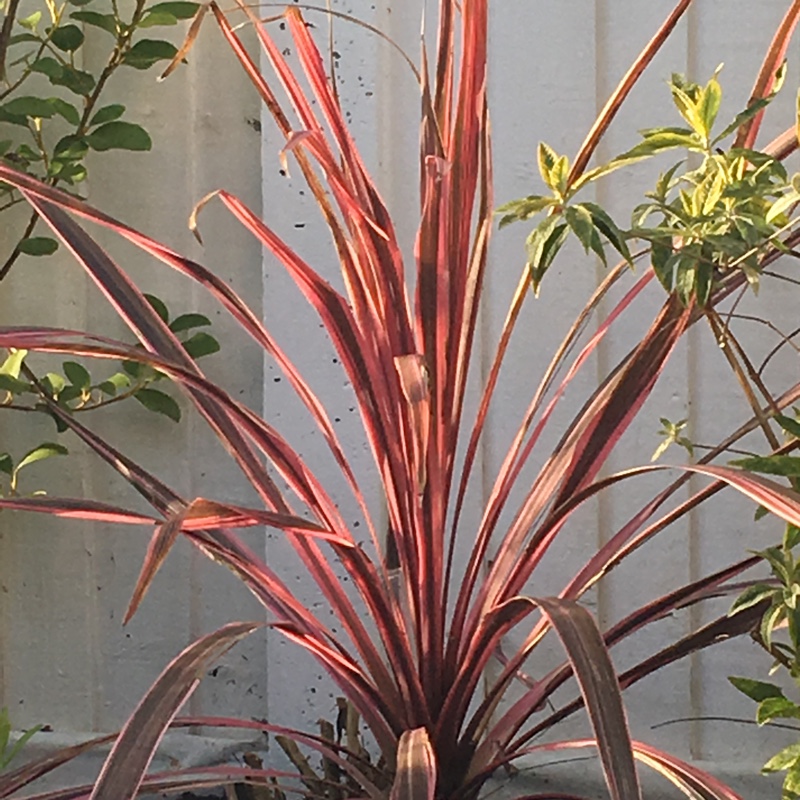 Cabbage Tree Southern Splendour in the GardenTags plant encyclopedia