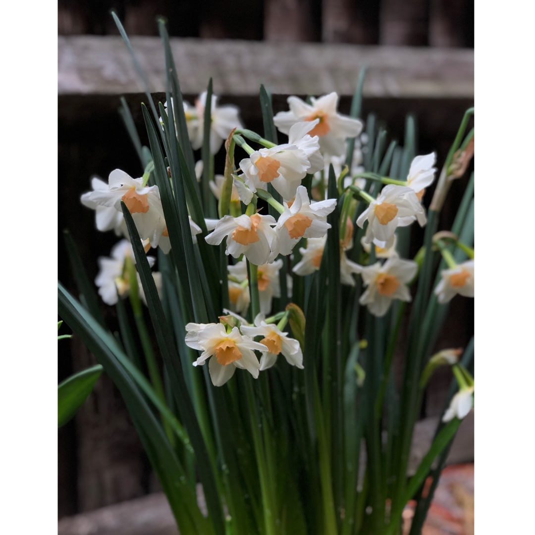 Daffodil Doll Baby (Jonquilla) in the GardenTags plant encyclopedia