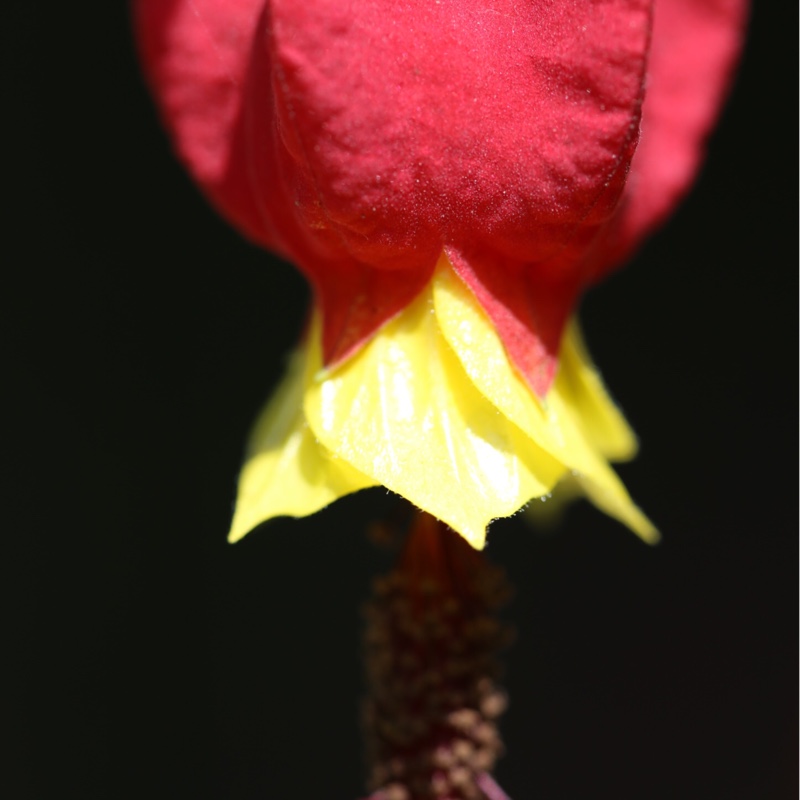 Trailing Abutilon in the GardenTags plant encyclopedia