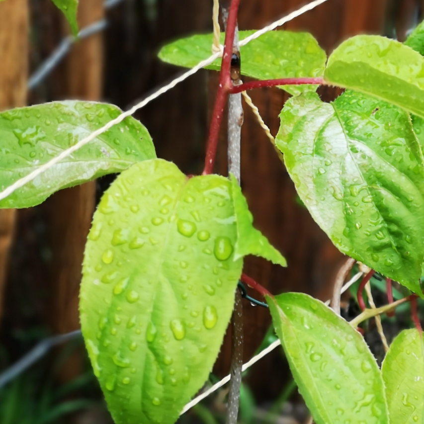 Hardy Kiwi Scarlet September in the GardenTags plant encyclopedia