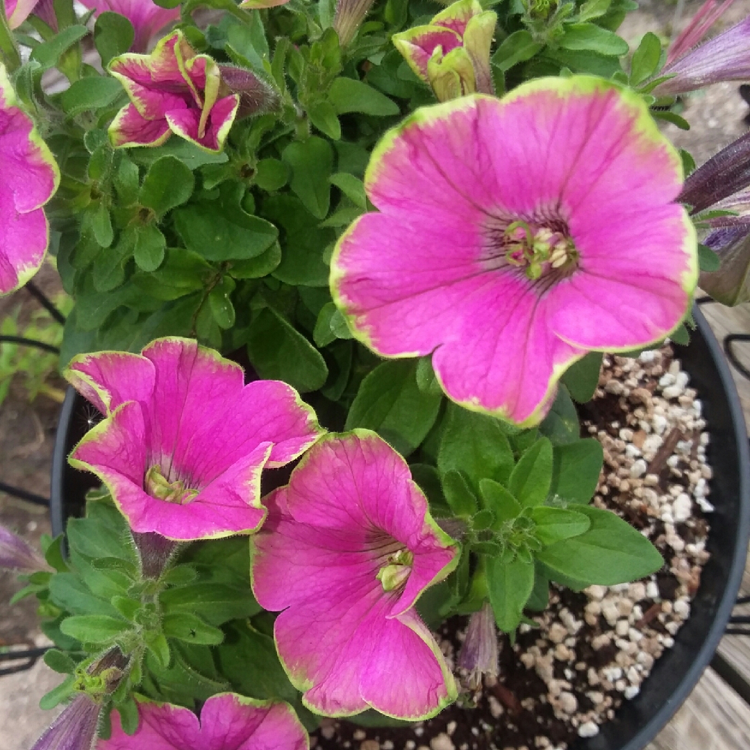 Petunia Lime Light in the GardenTags plant encyclopedia