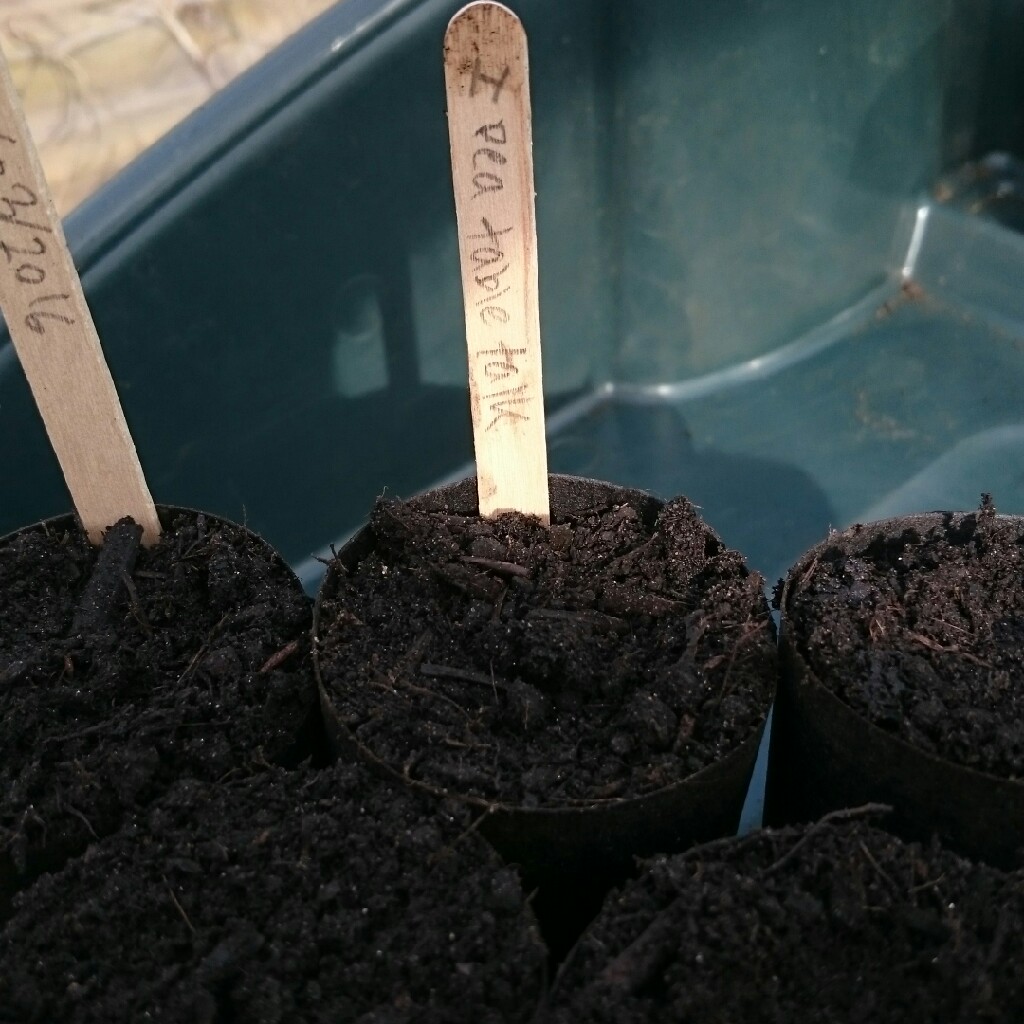 Pea Table Talk in the GardenTags plant encyclopedia