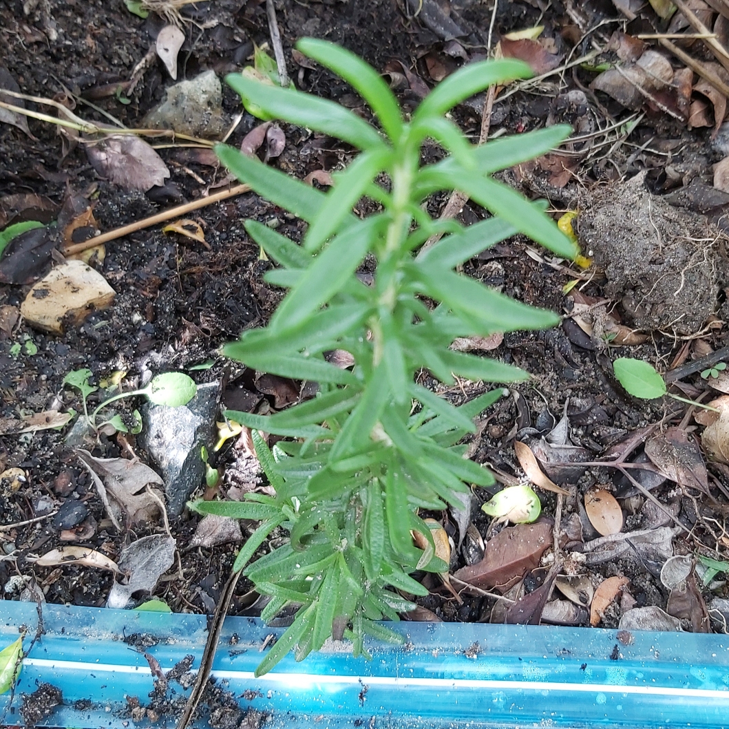 Rosemary Arp in the GardenTags plant encyclopedia