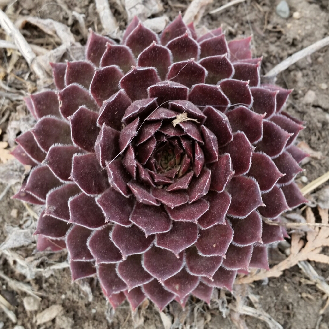 Sempervivum Kalinda in the GardenTags plant encyclopedia