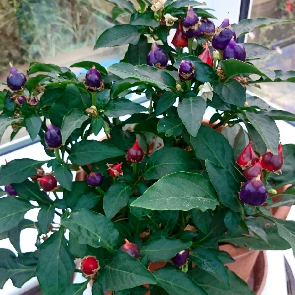 Chilli Pepper Razzmatazz in the GardenTags plant encyclopedia