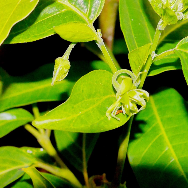 Dwarf Ylang Ylang in the GardenTags plant encyclopedia