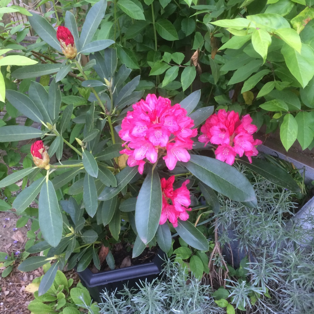 Rhododendron Sneezy in the GardenTags plant encyclopedia