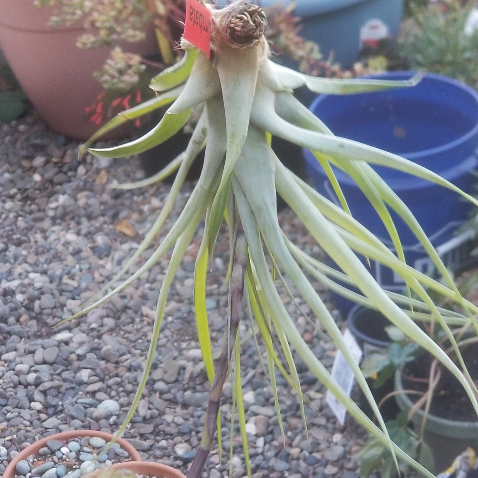 Airplant (Species) Tillandsia limbata in the GardenTags plant encyclopedia