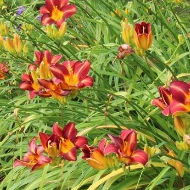 Daylily Stafford in the GardenTags plant encyclopedia