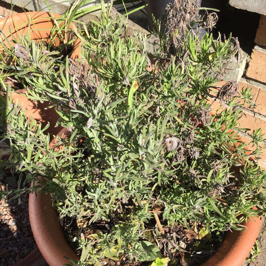 Lavender Javelin Forte Deep Purple in the GardenTags plant encyclopedia