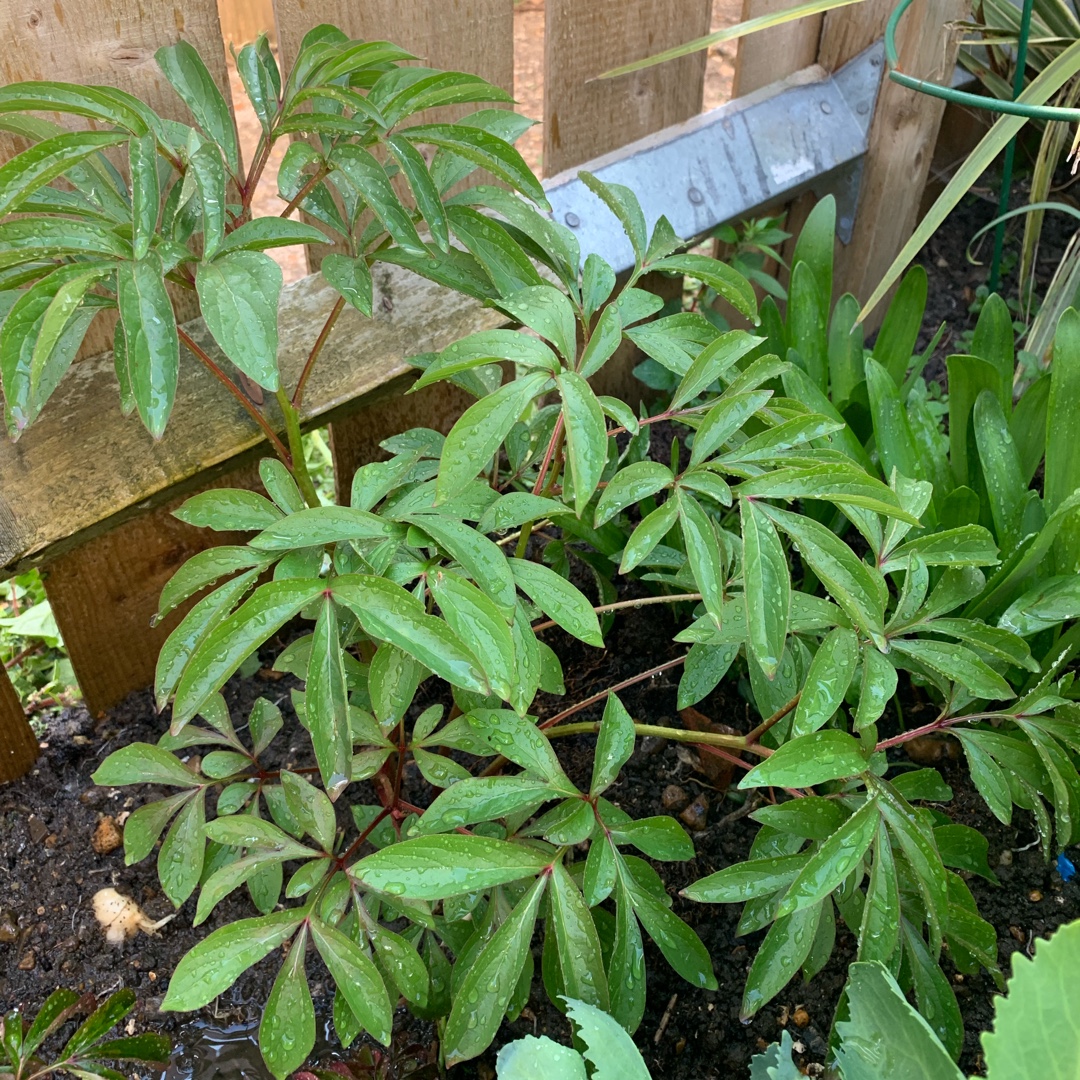 Peony Sea Shell (Herbaceous) in the GardenTags plant encyclopedia