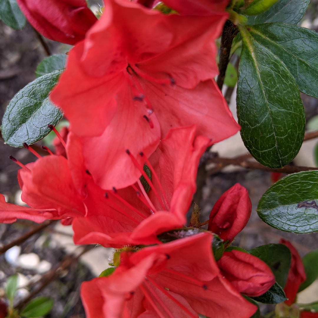 Azalea Arabesk in the GardenTags plant encyclopedia