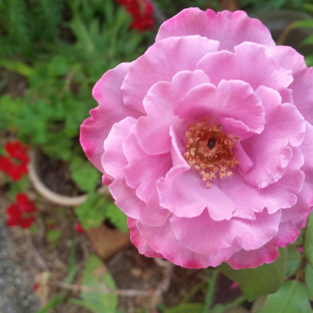 Rose Angel Face in the GardenTags plant encyclopedia