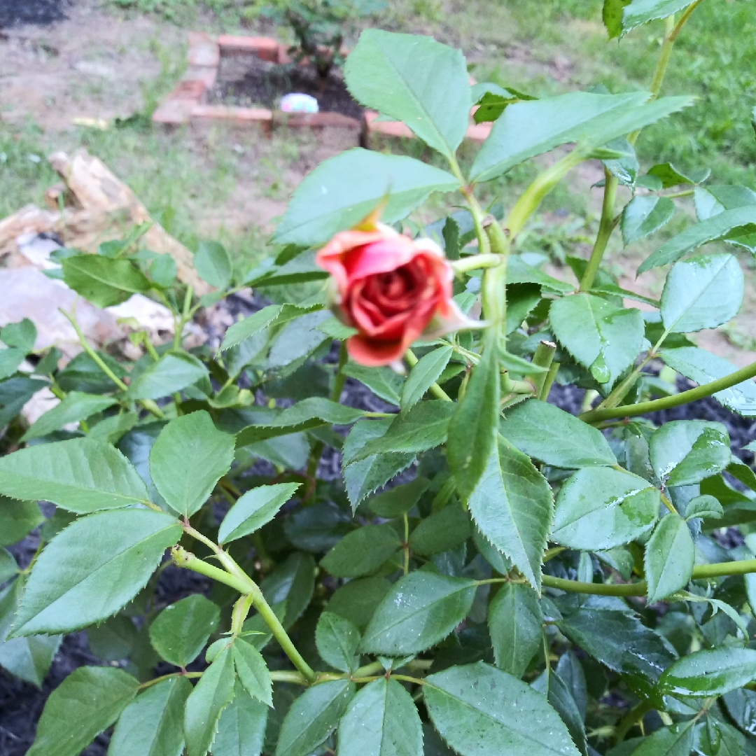 Rose Pumpkin Patch (Floribunda) in the GardenTags plant encyclopedia