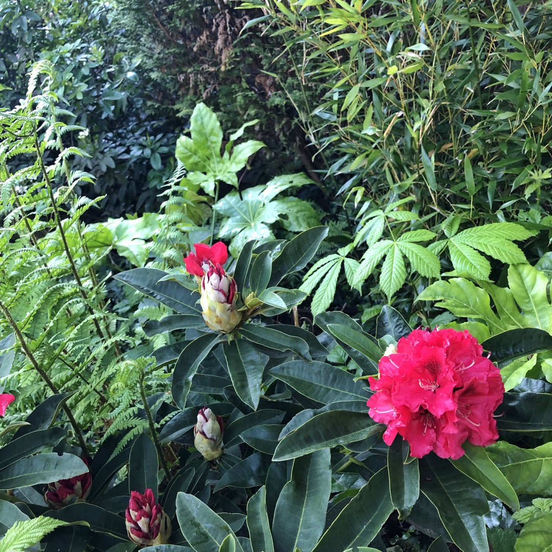 Rhododendron Wilgens Ruby in the GardenTags plant encyclopedia