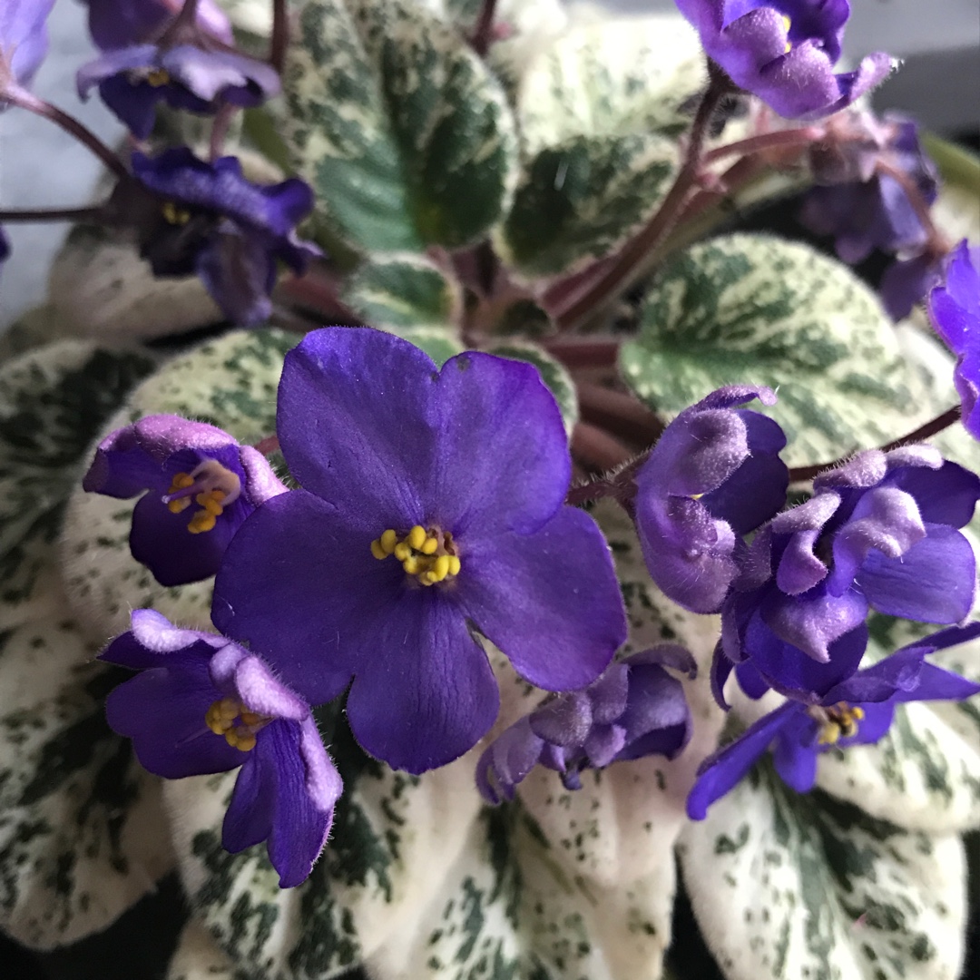 Streptocarpus sect. Saintpaulia 'Morgan's Mediterranean Escape' syn ...