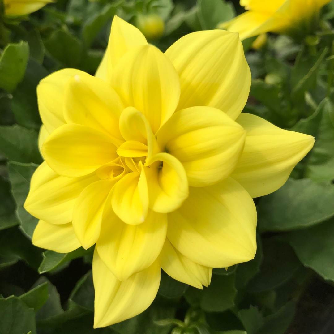 Dahlia Labella Medio Fun Yellow Picotee (Bedding) in the GardenTags plant encyclopedia