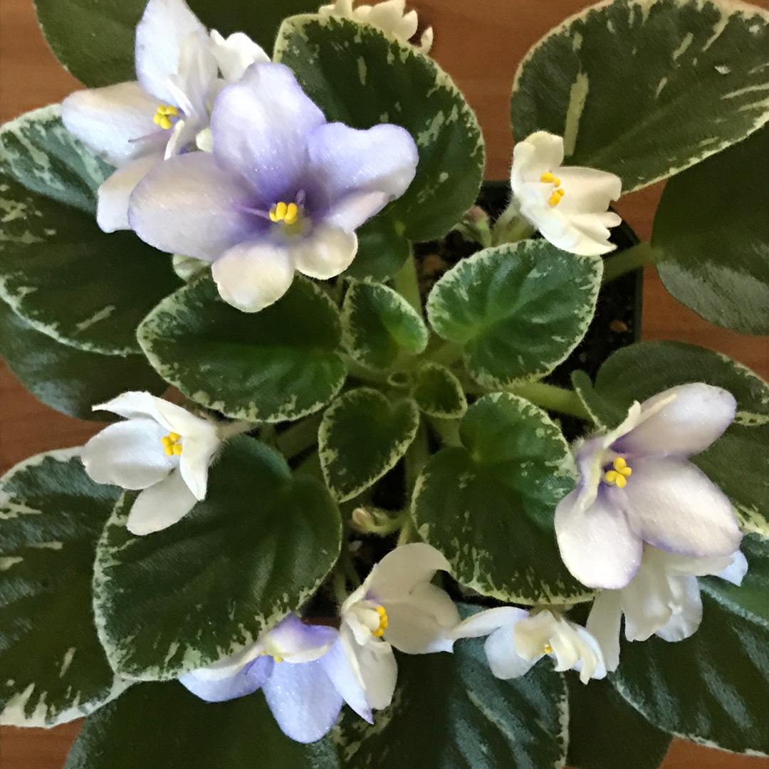 African Violet N Game Beads in the GardenTags plant encyclopedia