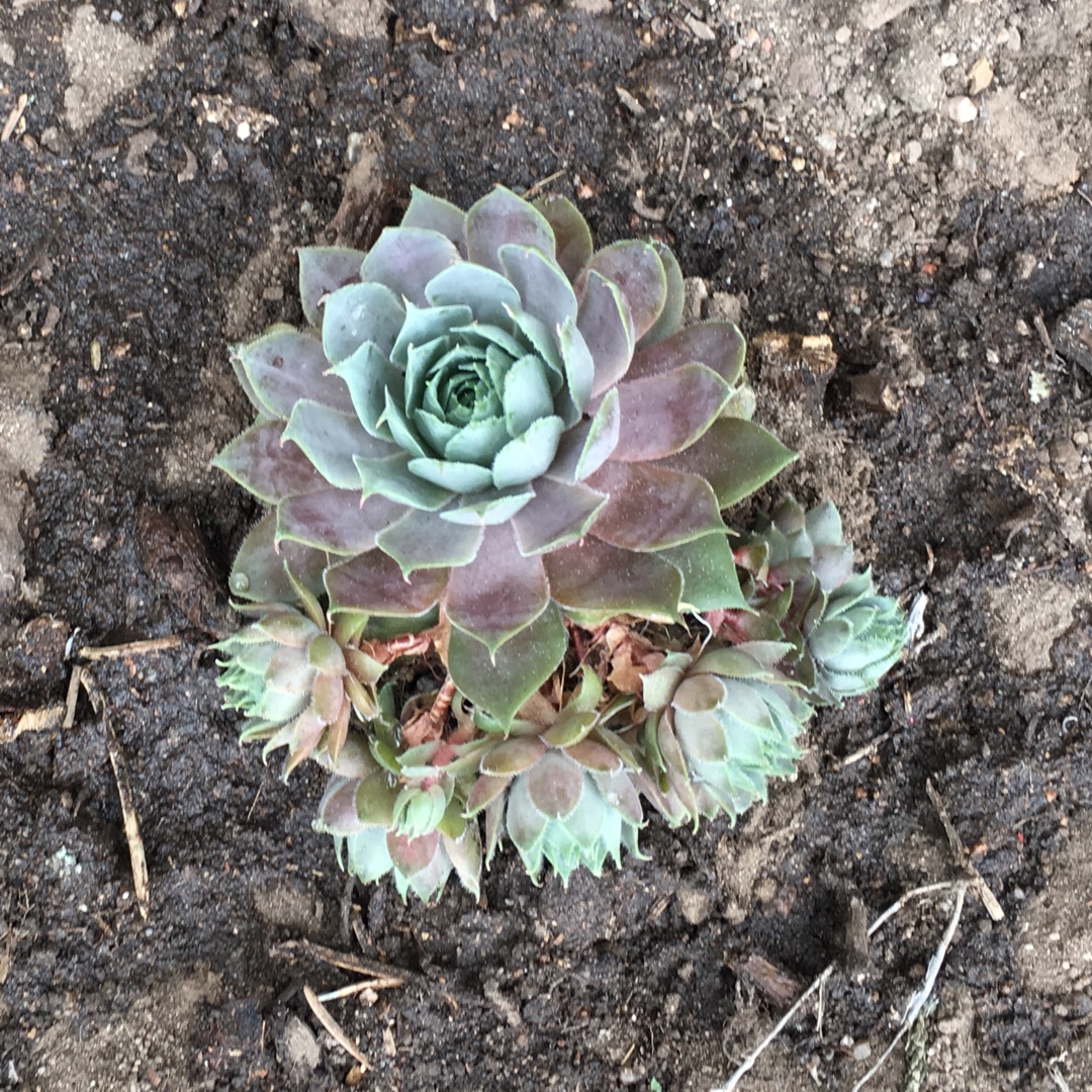 Hen And Chicks in the GardenTags plant encyclopedia