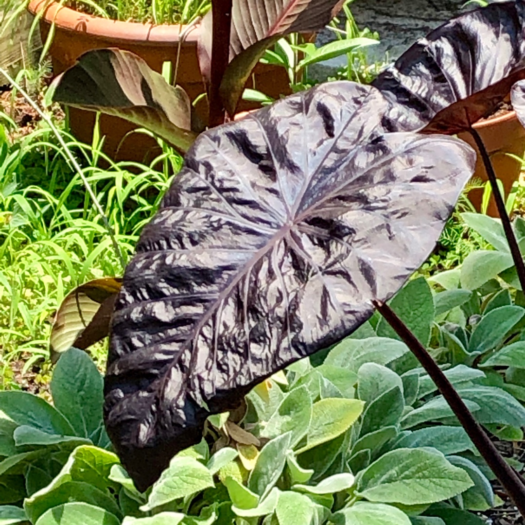 Elephant Ear Black Sapphire Gecko in the GardenTags plant encyclopedia