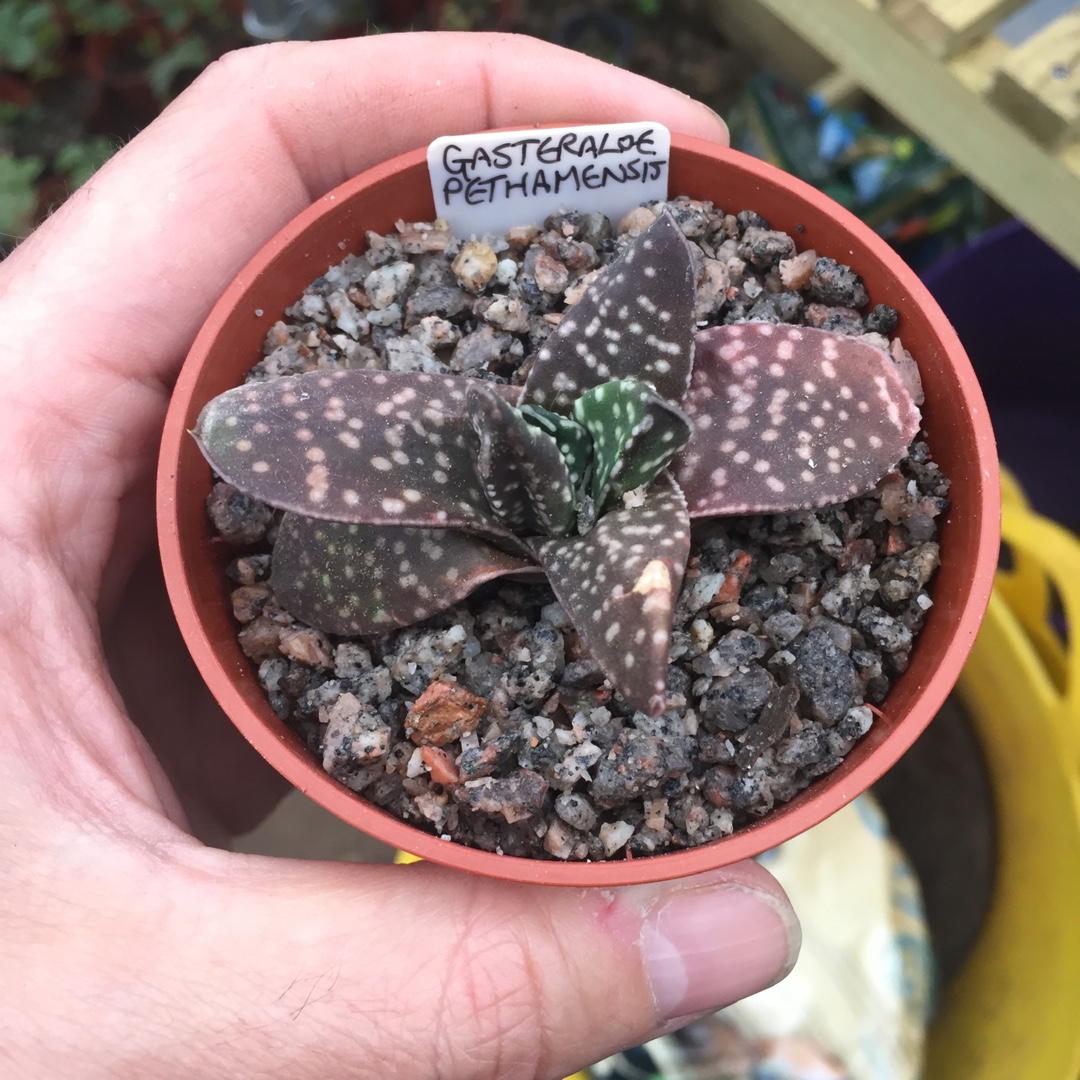 Gasteraloe pethamensis in the GardenTags plant encyclopedia