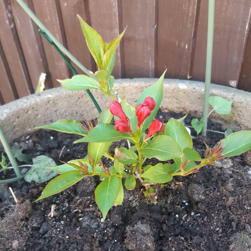 Weigela All Summer Red in the GardenTags plant encyclopedia