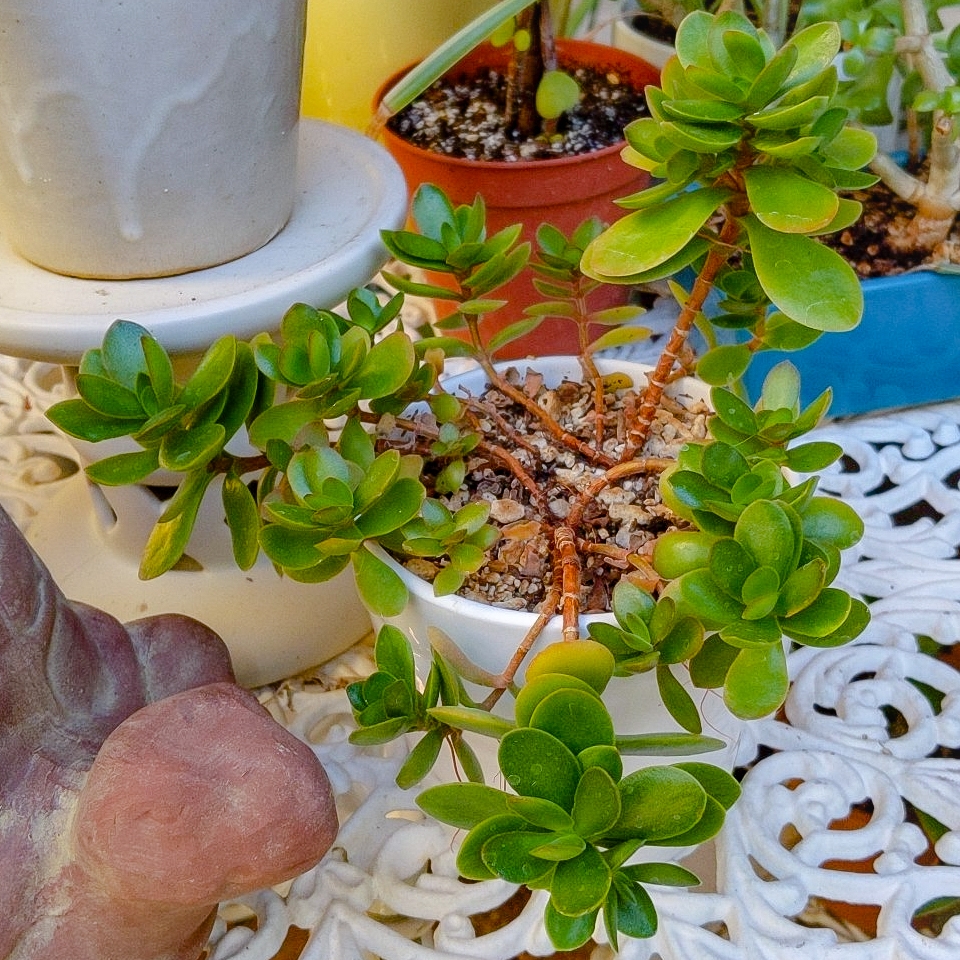 Crassula Swaziensis in the GardenTags plant encyclopedia