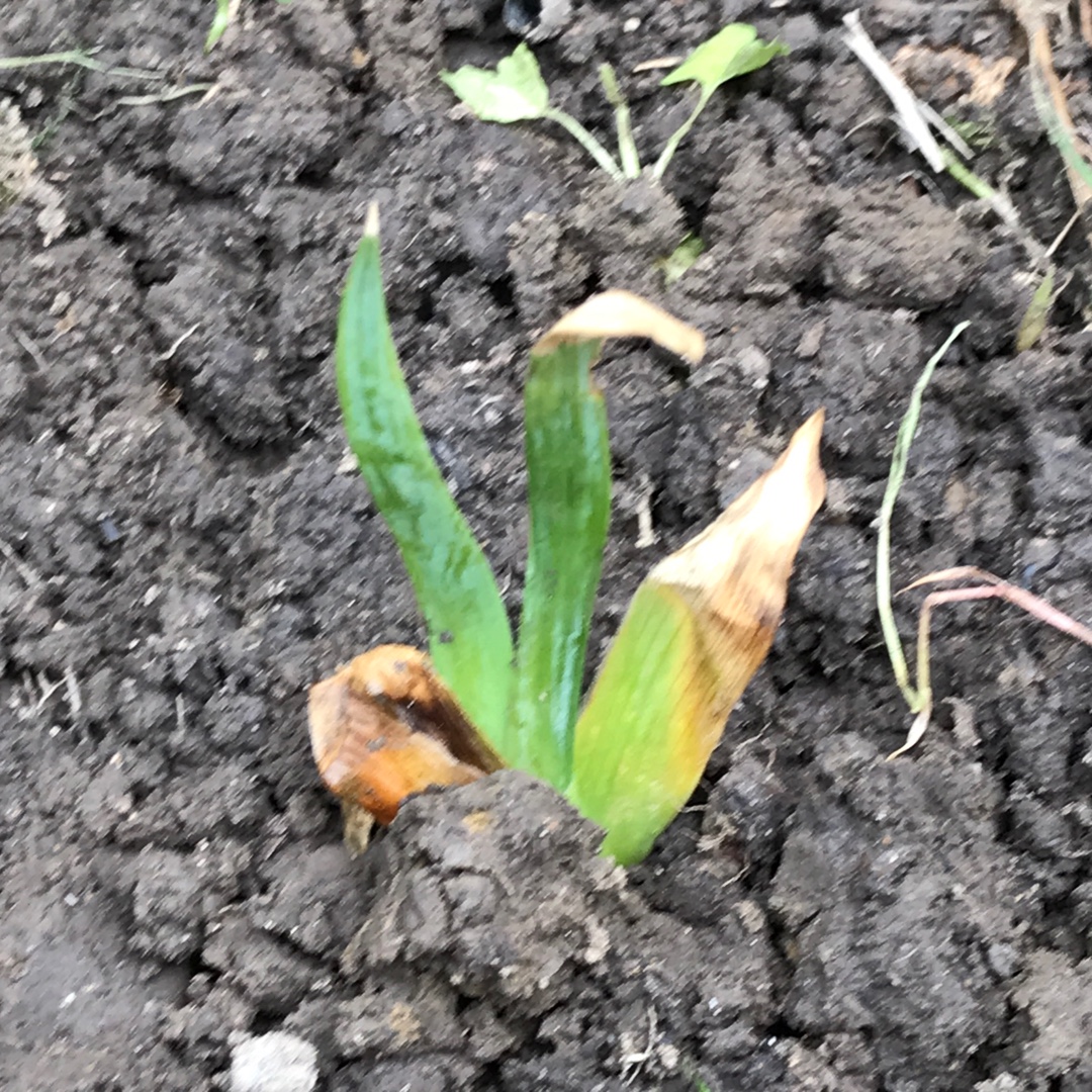 Bearded Iris Florentine Silk (Tall) in the GardenTags plant encyclopedia