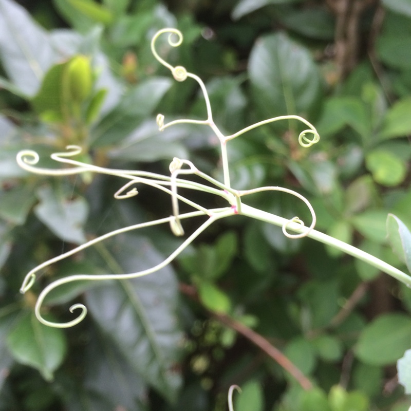 Pea Black Carlin in the GardenTags plant encyclopedia