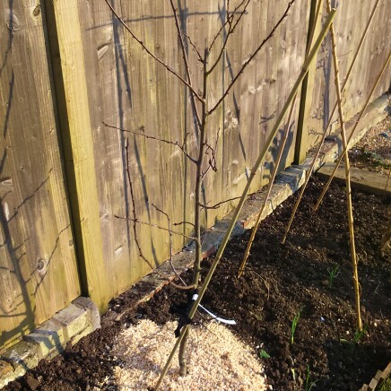 Prunus Domestica 'Skyscraper', Columnar Plum Tree 'Skyscraper' in ...