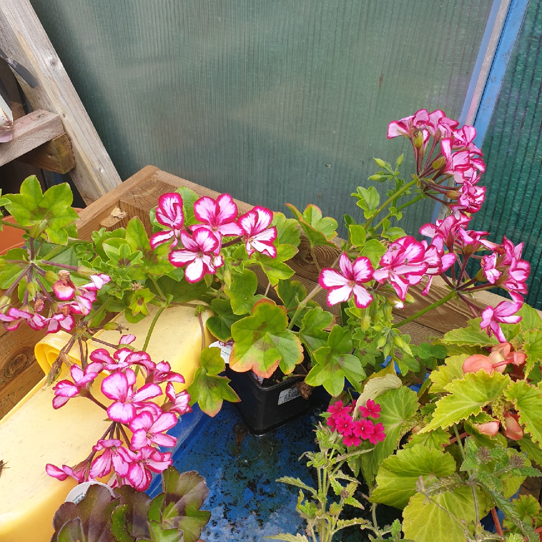 Pelargonium Supreme Burgundy White (Ivy Leaved) in the GardenTags plant encyclopedia