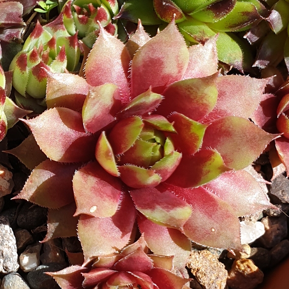 Sempervivum Wendy in the GardenTags plant encyclopedia