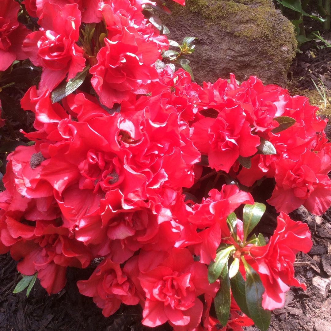 Azalea Rani in the GardenTags plant encyclopedia