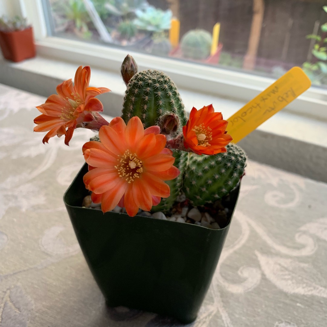 Rebutia Mixticolor in the GardenTags plant encyclopedia