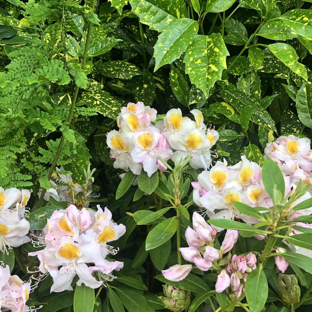 Rhododendron Mrs T.H. Lowinsky in the GardenTags plant encyclopedia