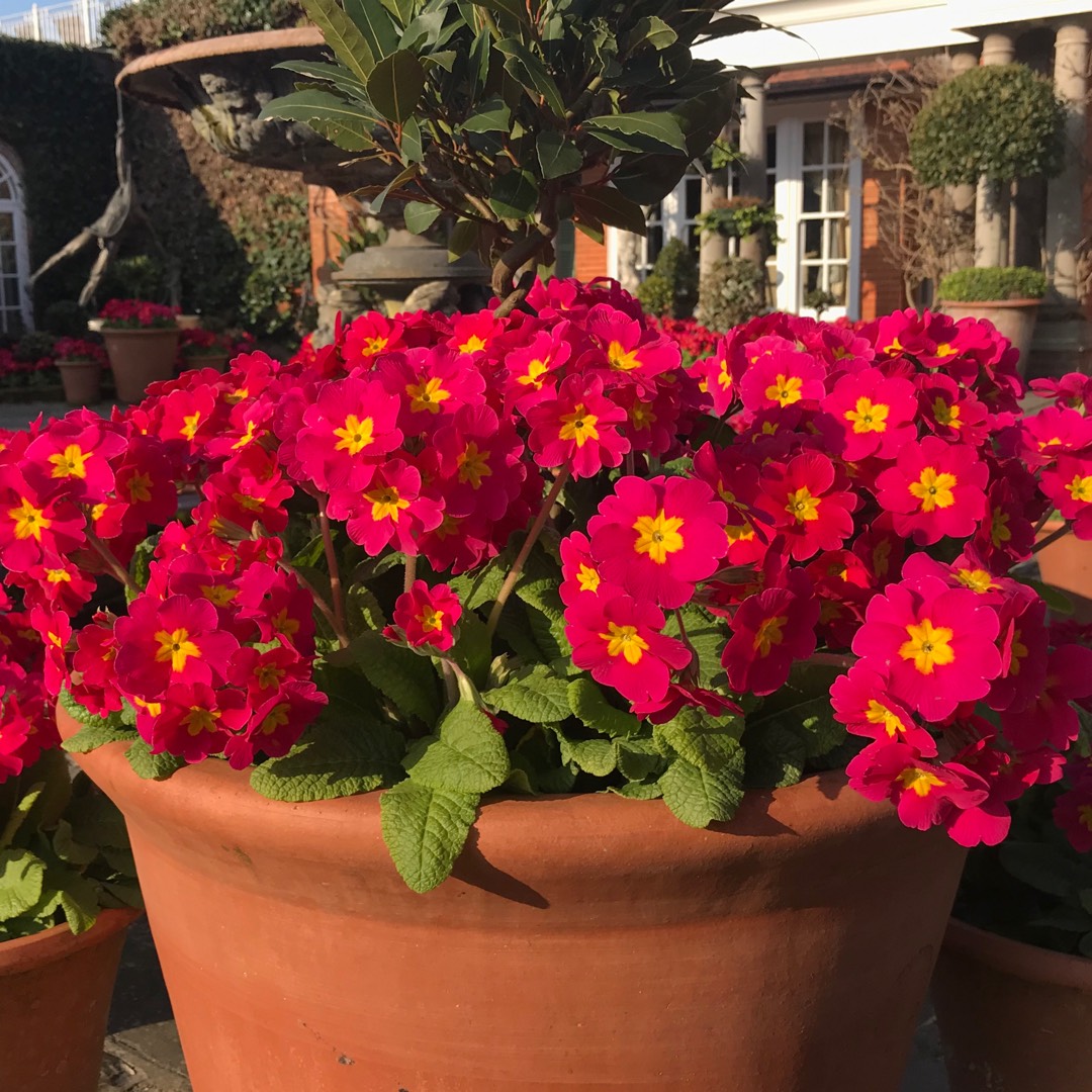 Polyanthus Crescendo Pink shades in the GardenTags plant encyclopedia