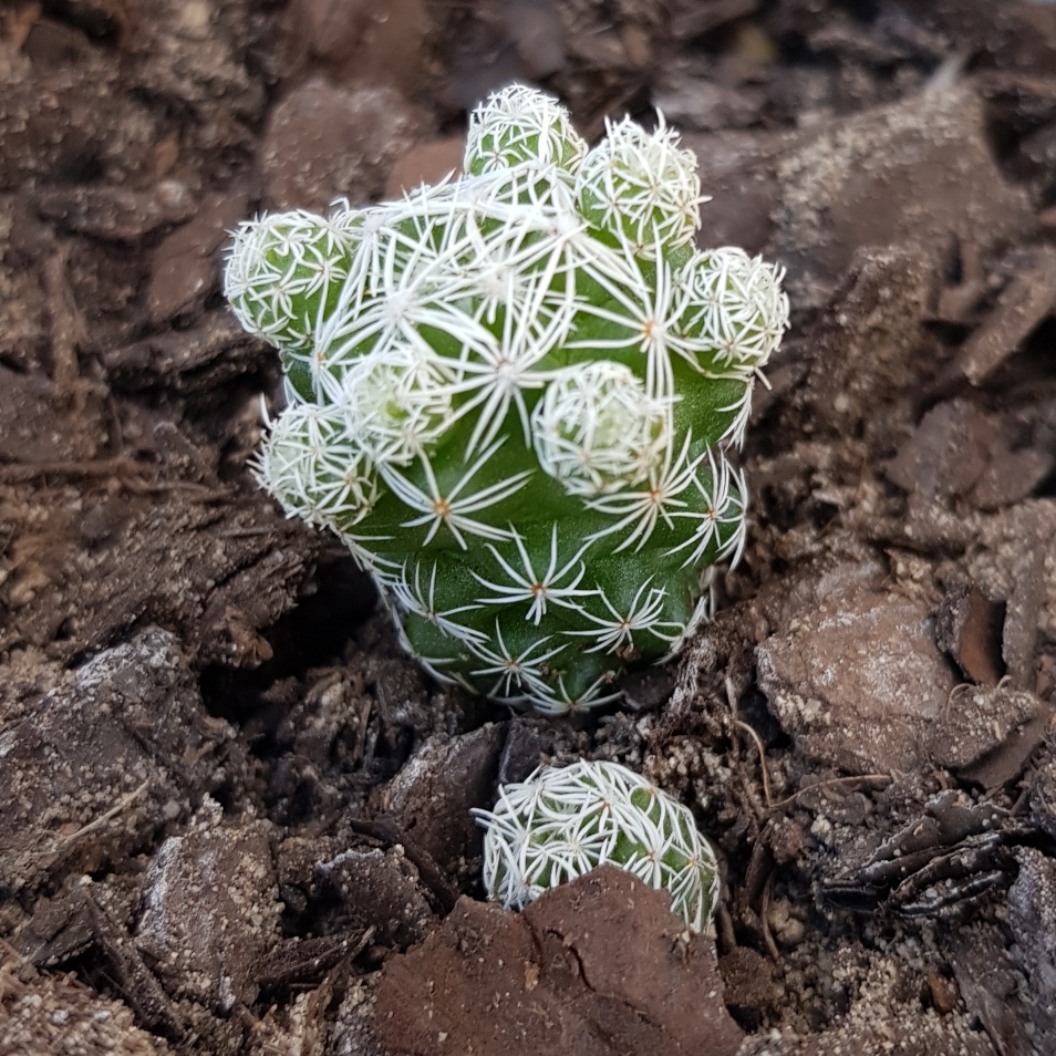 Small Clumping Cactus in the GardenTags plant encyclopedia