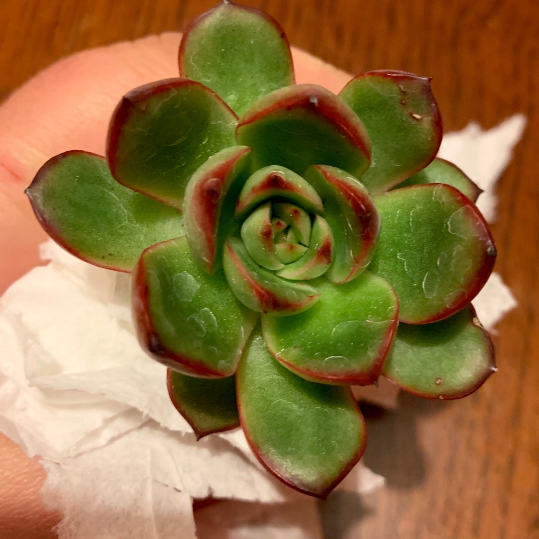 Echeveria Poldensis Red Line in the GardenTags plant encyclopedia