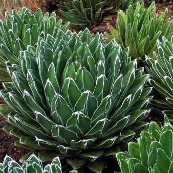 Agave 'victoriae-reginae', Queen Victoria agave in GardenTags plant ...