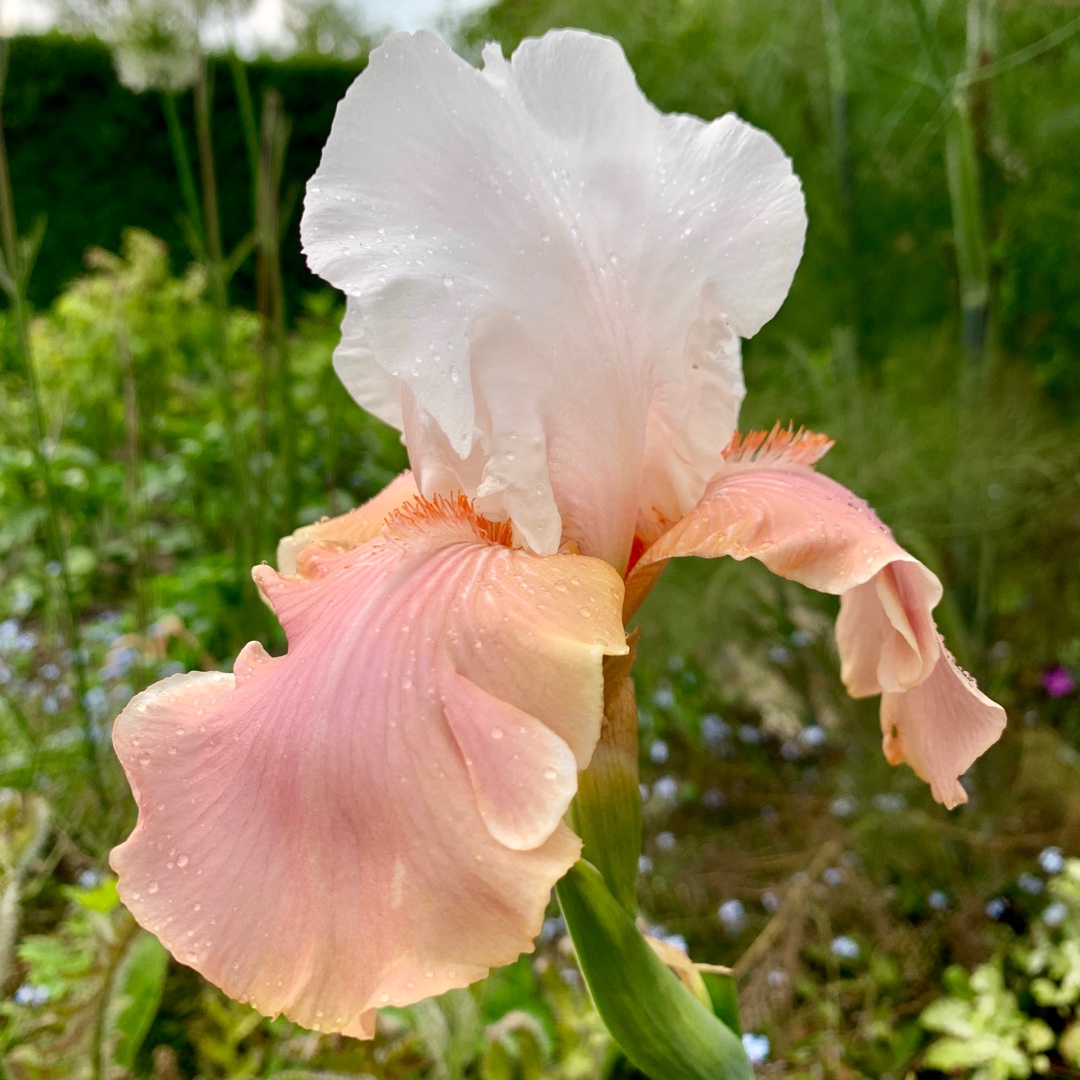 Bearded Iris Sugar Magnolia (Tall) in the GardenTags plant encyclopedia